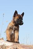 MALINOIS 902